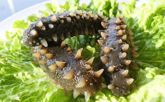 成都海参知识带给你更多烹饪