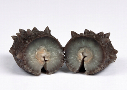 成都干海参价格在市场上的优势